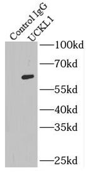 UCKL1 Rabbit Polyclonal Antibody