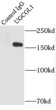 UGGT1 Rabbit Polyclonal Antibody