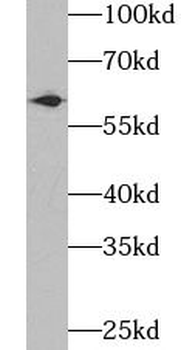 UGDH Antibody