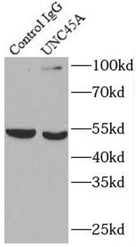 UNC45A Rabbit Polyclonal Antibody