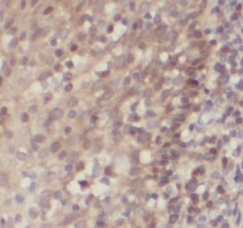 UNC45A Rabbit Polyclonal Antibody