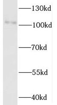 UNC45A Rabbit Polyclonal Antibody