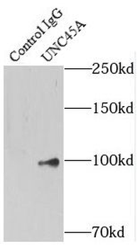 UNC45A Rabbit Polyclonal Antibody