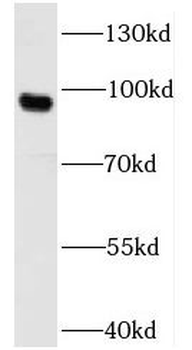 UNC5A Antibody