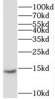 UQCC2 Antibody