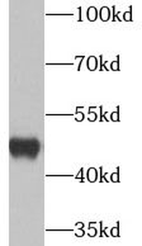 UQCRC2 antibody