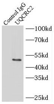UQCRC2 Rabbit Polyclonal Antibody