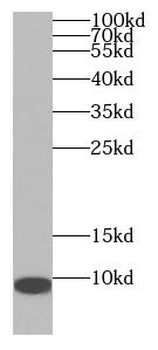 ATP5MK Antibody