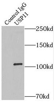 USP11 Rabbit Polyclonal Antibody