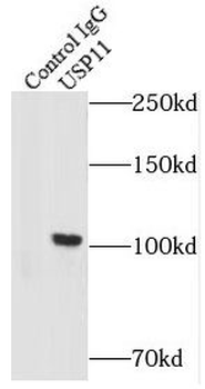 USP11 Rabbit Polyclonal Antibody