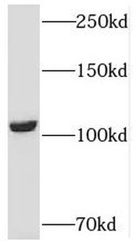 USP33 Antibody