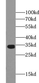 VAPA Antibody