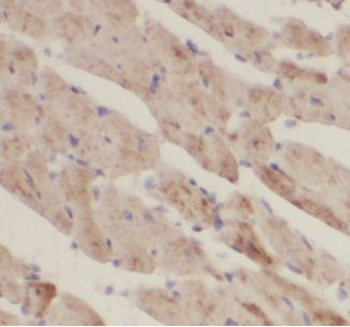 VDAC1 Rabbit Polyclonal Antibody