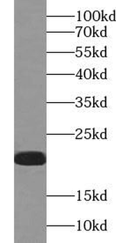 VPS25 Antibody