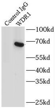 WDR1 Rabbit Polyclonal Antibody
