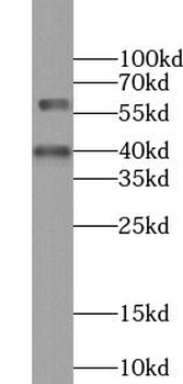 WDR13 Antibody