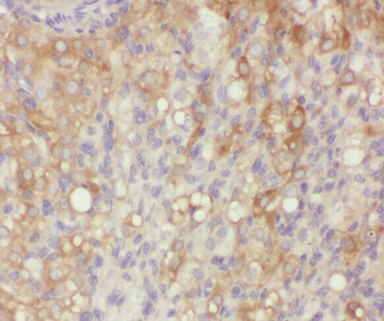 WDR18 Rabbit Polyclonal Antibody
