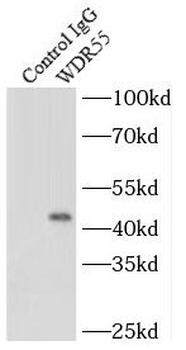 WDR55 Rabbit Polyclonal Antibody