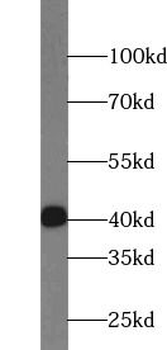 WDR77 Antibody