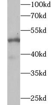 WIPI2 Antibody