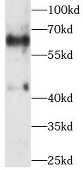 WNT3 Antibody