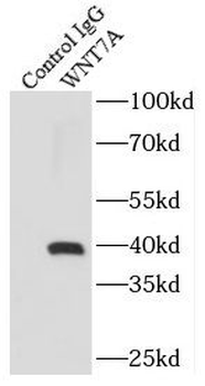 WNT7A Rabbit Polyclonal Antibody