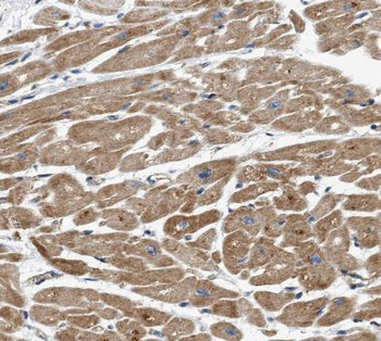 XDH Rabbit Polyclonal Antibody