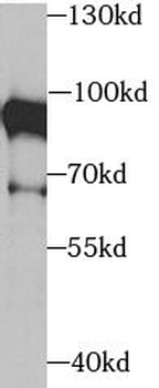 XRCC5 Rabbit Polyclonal Antibody