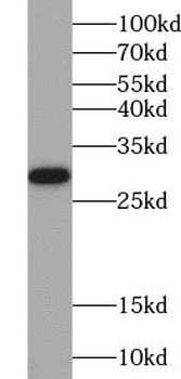 YWHAH Antibody