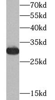 YWHAZ Rabbit Polyclonal Antibody