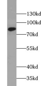 ZER1 Rabbit Polyclonal Antibody