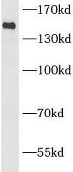 ZMYND8 Antibody