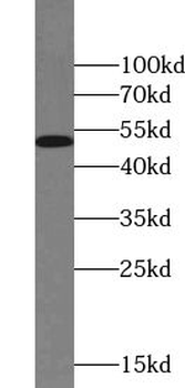 ZNF256 Antibody