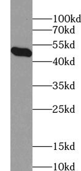 ZNF3 Antibody