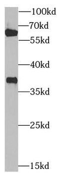ZNF346 Antibody