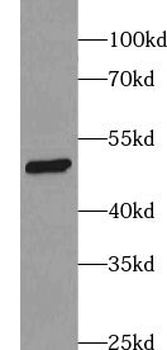 ZNF597 Antibody