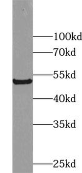 ZNF622 Antibody