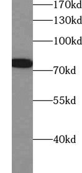 ZNF750 Antibody