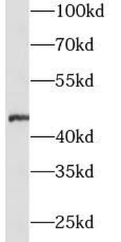 ZP3 Antibody