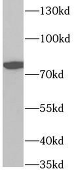 ZYX Antibody
