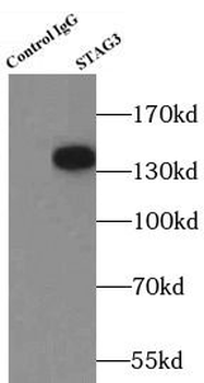 STAG3 Rabbit Polyclonal Antibody