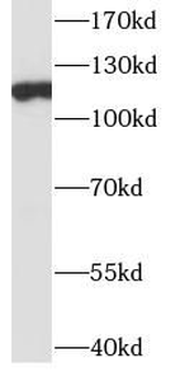ITIH4 Antibody