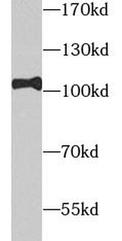 TOP1 Antibody
