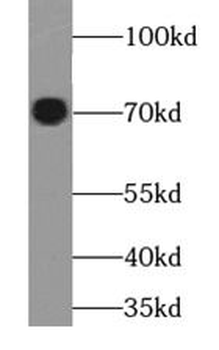 DVL1 Antibody