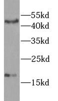 GIP Antibody