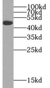 VEGFC Rabbit Polyclonal Antibody