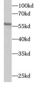 OXCT1 Antibody
