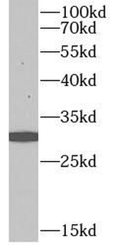 CASP14 Antibody