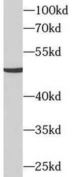 SLC16A7 Antibody