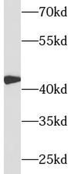 CFHR3 Antibody